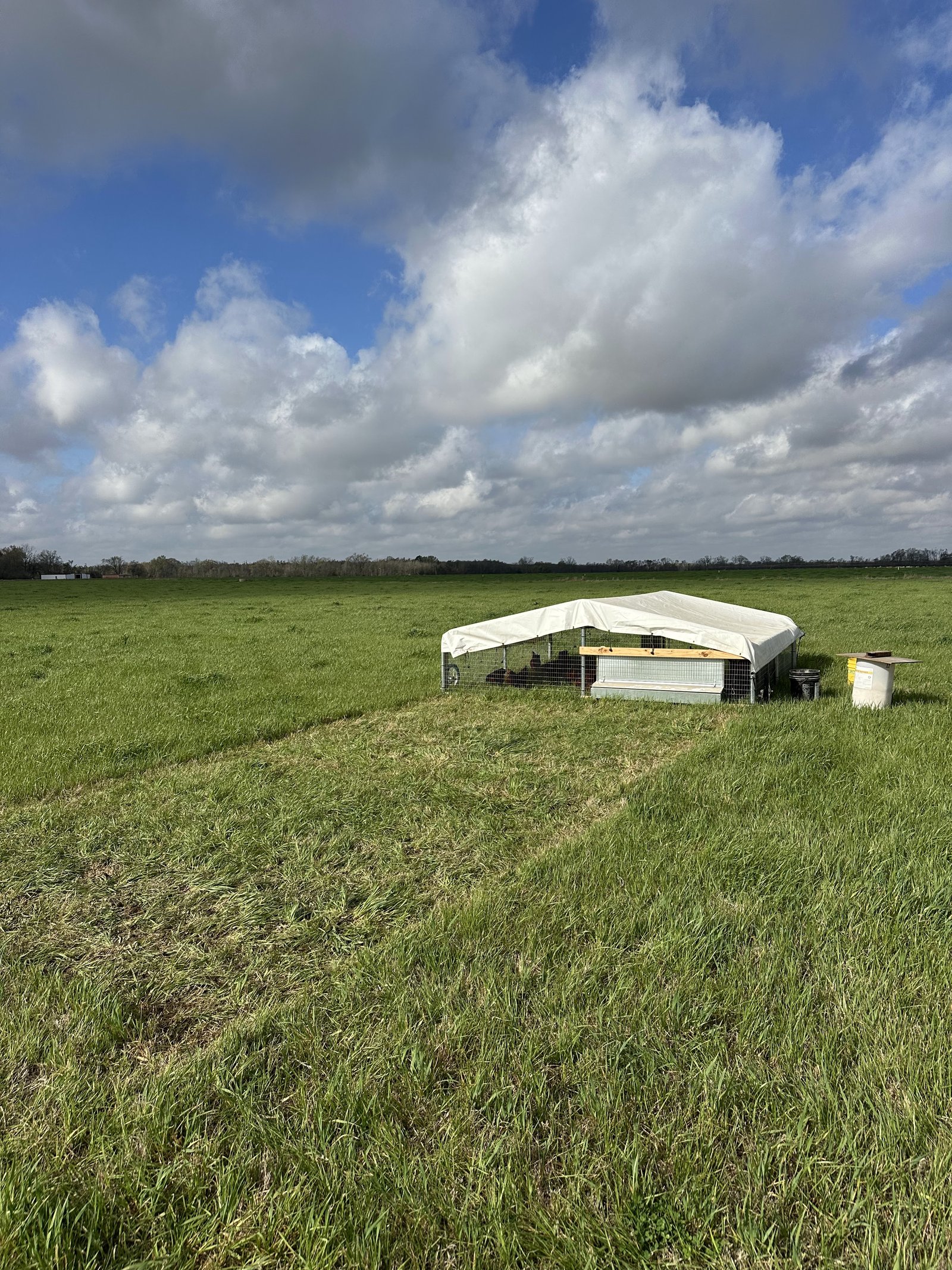 A mobile chicken coop trailer in the middle of a wide green pasture under cloudy skies