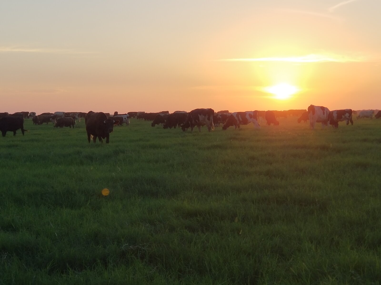 Cattle silhouetted at sunset
