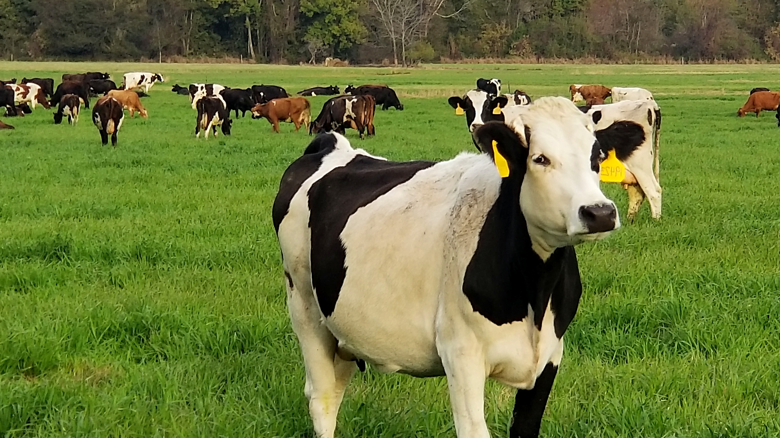 A black-and-white spotted dual-purpose cow standing in pasture, the herd grazing behind her